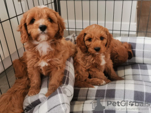 Photo №1. otterhound - for sale in the city of Бохум | 350$ | Announcement № 42256