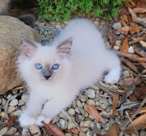 Photo №2 to announcement № 109688 for the sale of ragdoll - buy in Germany breeder