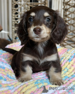 Photo №1. dachshund - for sale in the city of Magdeburg | negotiated | Announcement № 172800