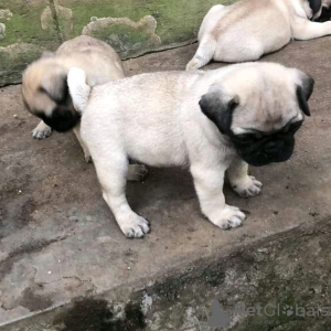 Photo №2 to announcement № 50494 for the sale of pug - buy in United States private announcement