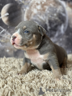 Additional photos: American bully puppies SHOW CLASS