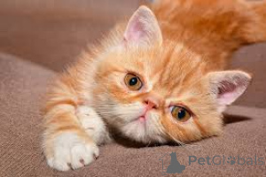 Photo №2 to announcement № 136750 for the sale of exotic shorthair - buy in Germany 