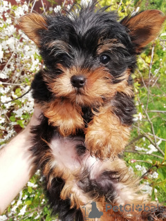 Photo №4. I will sell beaver yorkshire terrier, yorkshire terrier in the city of Riga. private announcement, from nursery, breeder - price - 423$