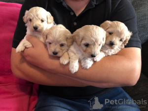 Photo №1. maltese dog - for sale in the city of Хардервейк | 317$ | Announcement № 81811