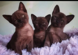 Photo №1. burmese cat - for sale in the city of Zhukovsky | 467$ | Announcement № 5547