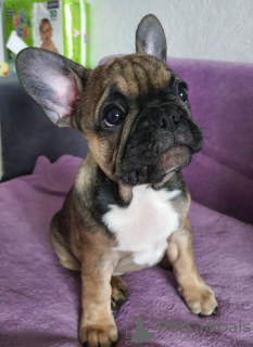 Photo №1. french bulldog - for sale in the city of Minsk | 286$ | Announcement № 19107
