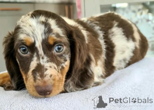Photo №2 to announcement № 159974 for the sale of dachshund - buy in Lithuania private announcement