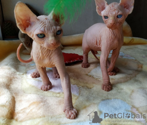 Photo №2 to announcement № 10675 for the sale of sphynx-katze - buy in Ukraine private announcement