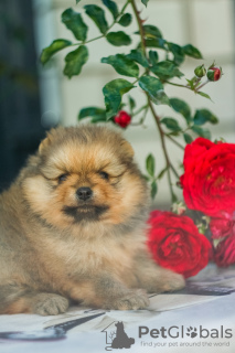 Photo №4. I will sell pomeranian in the city of Vitebsk. private announcement, from nursery - price - 1757$