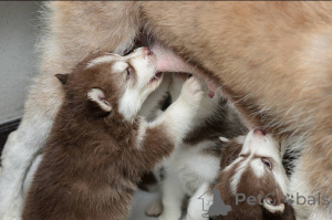 Photo №3. Adorable Purebred Red Siberian Husky Puppies for Sale - Healthy & Playful! . United Kingdom