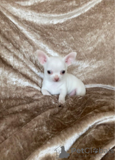 Photo №1. chihuahua - for sale in the city of Франкфурт-на-Майне | 581$ | Announcement № 122770