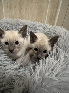 Photo №1. siamese cat - for sale in the city of Berlin | Is free | Announcement № 135446