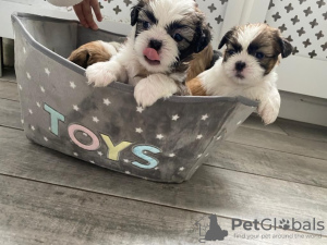 Photo №3. Adorable Shih Tzu Puppies for free adoption. Germany