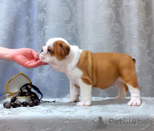 Photo №2 to announcement № 7510 for the sale of english bulldog - buy in Russian Federation 