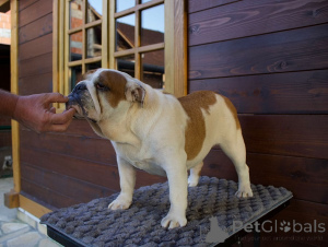 Photo №1. english bulldog - for sale in the city of LJIG | negotiated | Announcement № 150146