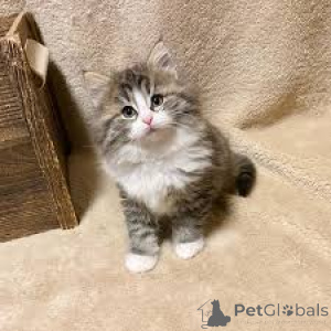 Photo №4. I will sell norwegian forest cat in the city of Bern. private announcement, breeder - price - 723$