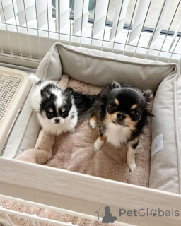 Photo №2 to announcement № 139185 for the sale of chihuahua - buy in Germany breeder