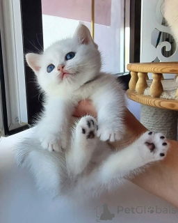 Photo №3. scottish fold kittens for adoption  All our kittens come with up to date on. France
