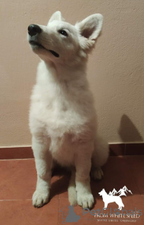 Additional photos: White swiss shepherd