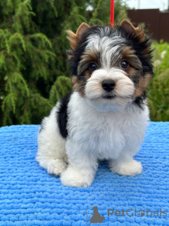 Photo №4. I will sell  in the city of Orsha. from nursery, breeder - price - negotiated