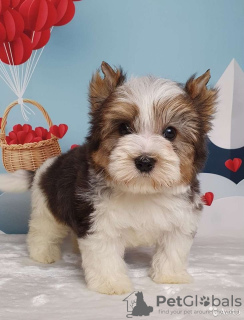 Photo №2 to announcement № 8415 for the sale of beaver yorkshire terrier - buy in Russian Federation breeder