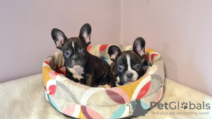 Photo №1. french bulldog - for sale in the city of Москва | negotiated | Announcement № 15601