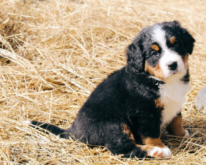 Photo №4. I will sell bernese mountain dog in the city of Pruzhany. breeder - price - 350$