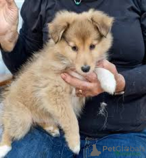 Photo №4. I will sell shetland sheepdog in the city of Vienna. private announcement, breeder - price - 723$
