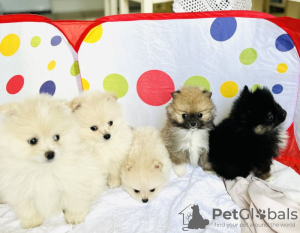 Additional photos: pomeranian