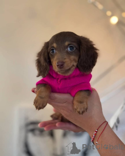 Photo №3. Beautiful Dachshund Puppies for sale. Business WhatsApp 4915781334108. Lithuania