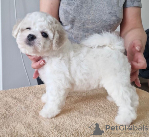 Photo №3. Bichon Friesian puppies. Serbia