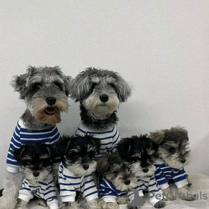 Photo №1. schnauzer - for sale in the city of Wolverhampton | 402$ | Announcement № 13489