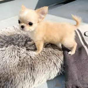 Photo №4. I will sell chihuahua in the city of Бохум.  - price - negotiated