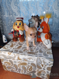 Photo №3. Chihuahua puppy. Russian Federation