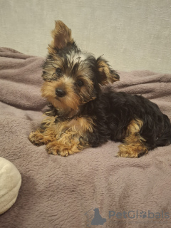 Additional photos: Yorkie puppy.