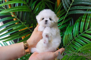 Photo №1. maltese dog - for sale in the city of Stockholm | Is free | Announcement № 84886