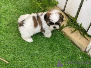 Photo №2 to announcement № 161564 for the sale of  - buy in Kuwait 