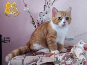 Photo №4. I will sell british shorthair in the city of Nizhny Novgorod. from nursery - price - Is free