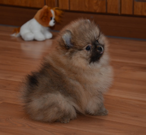 Photo №2 to announcement № 6438 for the sale of pomeranian - buy in Russian Federation private announcement, from nursery, breeder