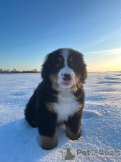 Photo №2 to announcement № 87169 for the sale of bernese mountain dog - buy in Belarus from nursery