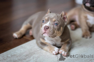 Photo №1. american bully - for sale in the city of Augustusburg | 940$ | Announcement № 147446
