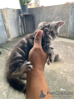 Photo №3. Healthy cute adorable and socialized British shorthair kittens available now for. Germany