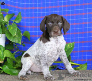 Photo №3. German pointer pups. Poland