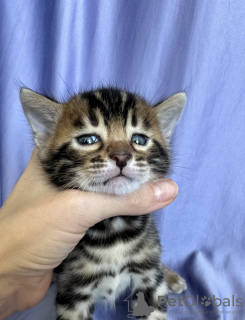 Photo №4. I will sell bengal cat in the city of Kishinev. from nursery, breeder - price - 1585$