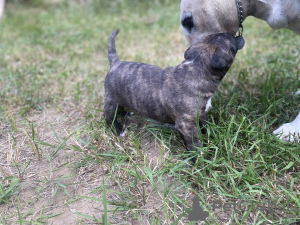 Additional photos: Bull terrier bull terrier standard FCI male/female