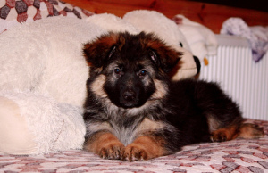Photo №1. german shepherd - for sale in the city of Mozhaisk | Negotiated | Announcement № 1281