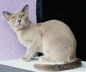 Photo №4. I will sell burmese cat in the city of Minsk. from nursery, breeder - price - 600$