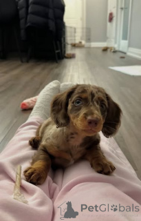 Photo №2 to announcement № 163177 for the sale of dachshund - buy in Poland breeder