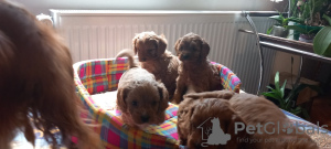 Additional photos: Cavapoo pappy f1 generation