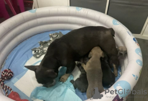 Photo №4. I will sell french bulldog in the city of Magdeburg.  - price - 350$